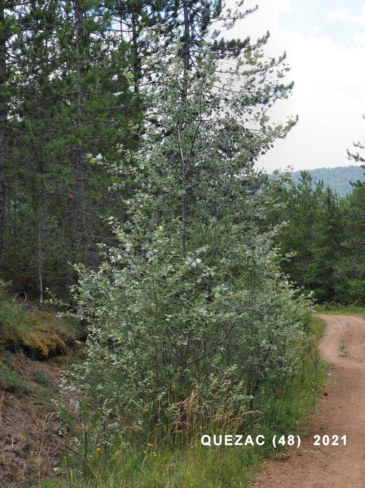 Poplar, White plant